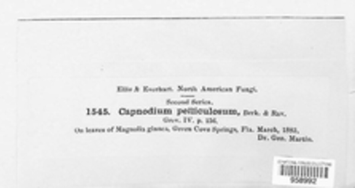 Capnodium pelliculosum image